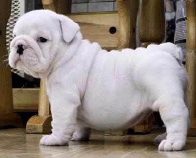 Wie wil me helpen voor me zieken nichtje een lief maatje te vinden engelsebulldog