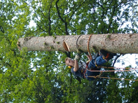 Tuinman, snoeien, bomen klimmen en vellen