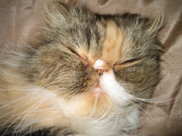 Lieve dierenoppas gezocht