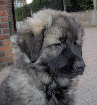 SARPLANINAC KENNEL