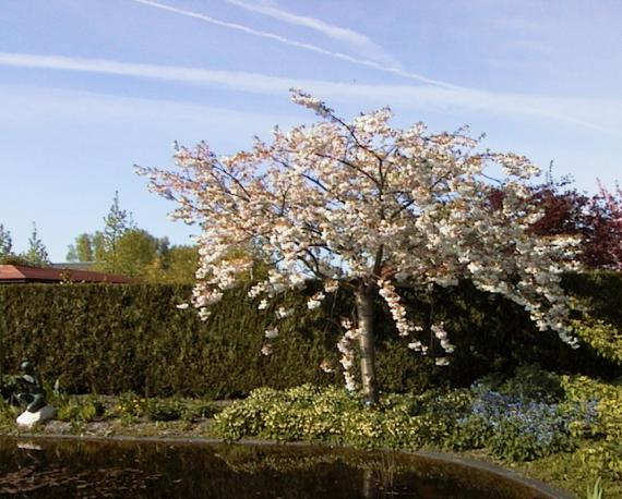 Tuinman : ook voor uw tuin...