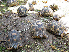 Stralenschildpad en andere soorten voor verkoop.