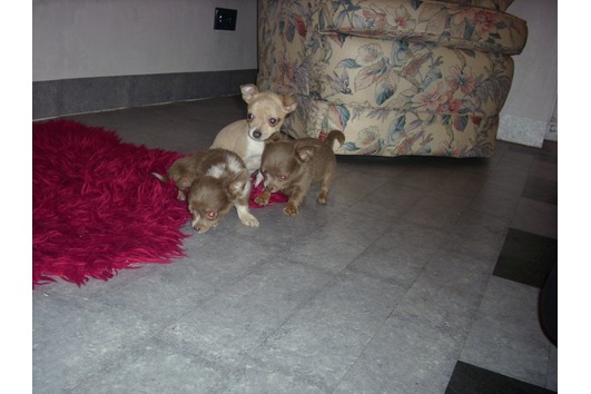Prachtig chihuahua pupje te koop