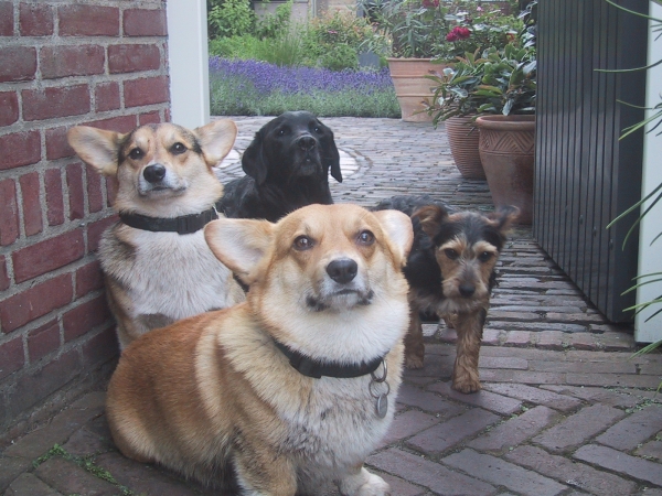 HONDEN OPVANG regio EINDHOVEN en regio WEERT