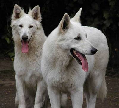 Pups Zwitserse witte herder