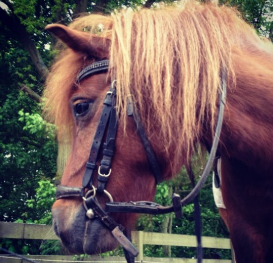 De kleine manege Vajido heeft weer plek!
