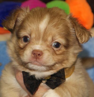 Prachtige mini chihuahua pupjes