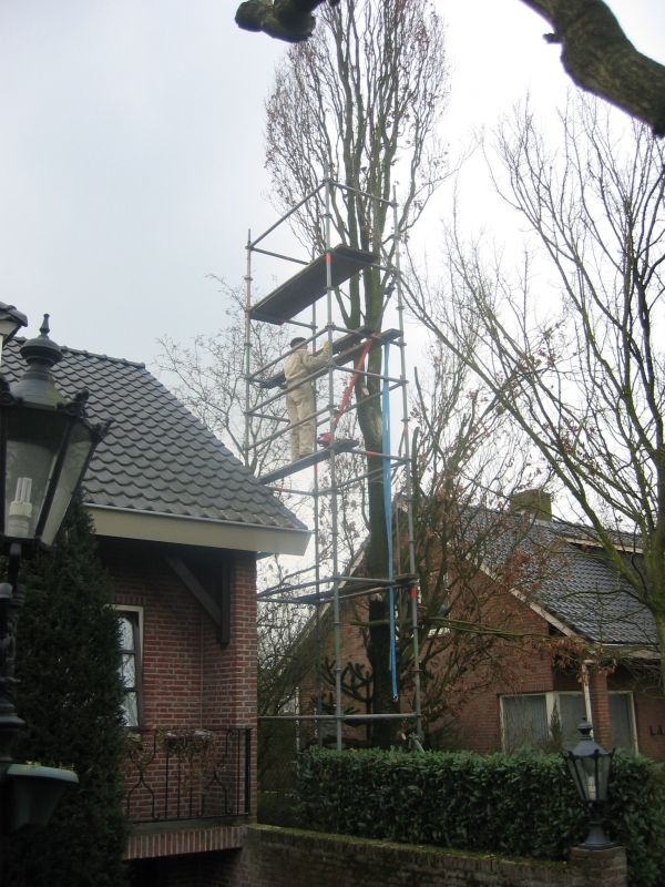 Omdoen van boomen en bossen
