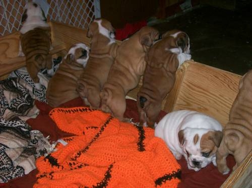 Prachtig Engelse Bulldog pups