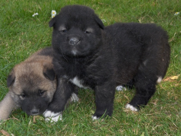 Akita pups:mogen weldra het nest verlaten