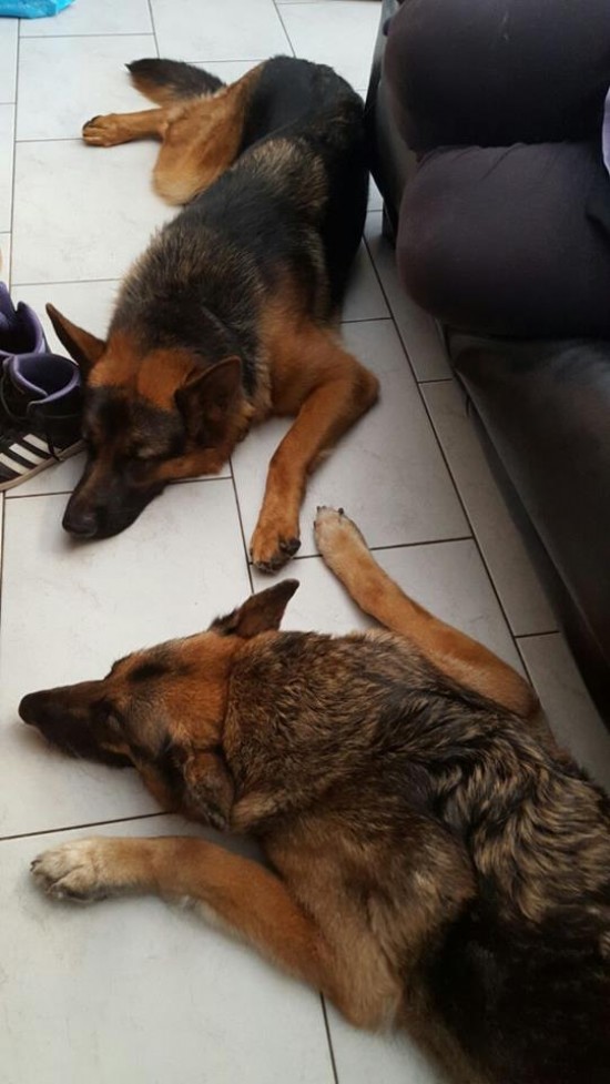 Leuke oppas vangt graag uw hond op