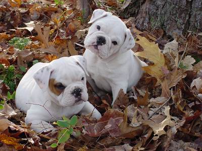 Engels bulldog puppies voor goedkeuring.