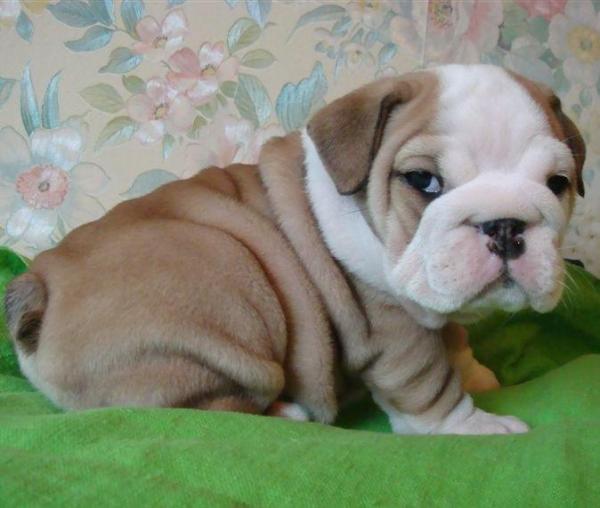 Engels bulldog te adoptie