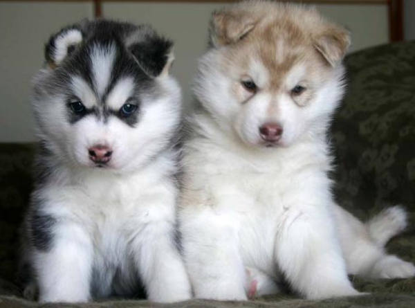 Schattige siberische husky pups