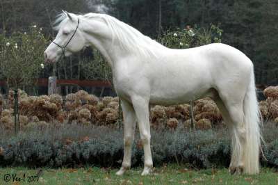 Cremello hengst ter dekking aangeboden