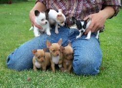 Chihuahua's puppy's, prachtige (Gratis)