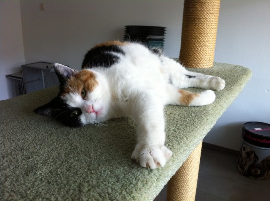 Katten zoeken liefdevol thuis