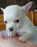 Onderzoek gecontroleerde chihuahua te koop.