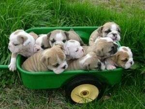 Engelse Bulldog pups met stamboom