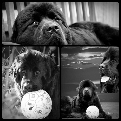 HONDENOPPAS IN HUISELIJKE KRING, VOOR DE GROTE RASSEN, NEWFOUNDLANDERS, LEONBERGERS, BERNERS...