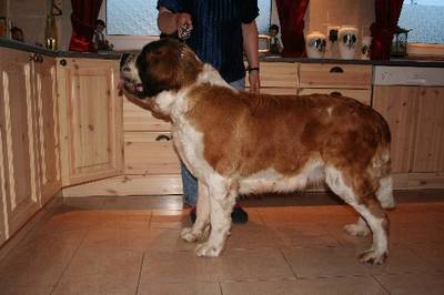 Sint Bernardpups met stamboom