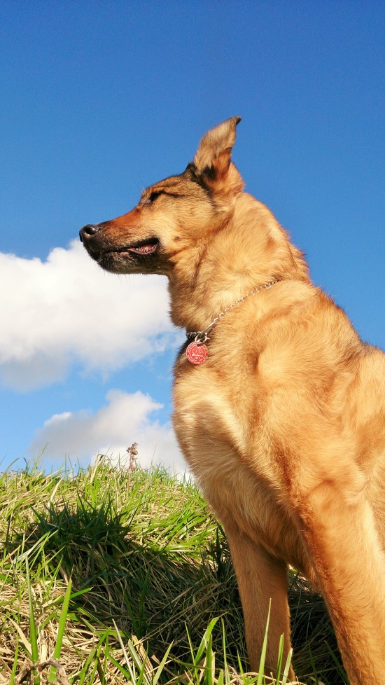 Hondenoppas Dordrecht, de plek waar uw hond zich thuis voelt