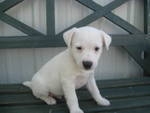 Adorable Parson Russell Terriër pups voor adoptie