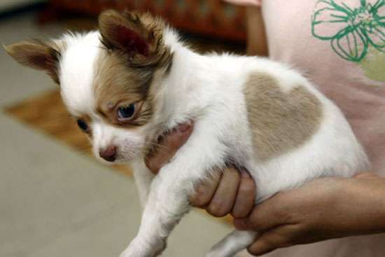Raszuivere Chihuahua pups