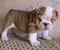 Engels bulldog pups te koop.