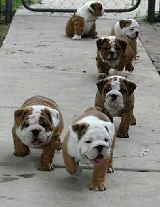 Mooie en vrolijke Engelse Bulldog pups