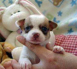 Gezonde chihuahua pups voor adoptie