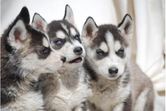 Prachtige Siberische Husky Pups met Blauwe Oogjes — foto 1