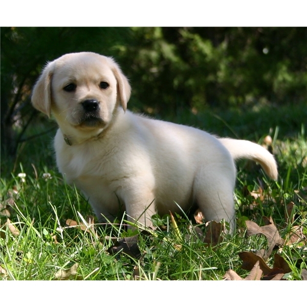 Blonde en Zwarte labrador pups