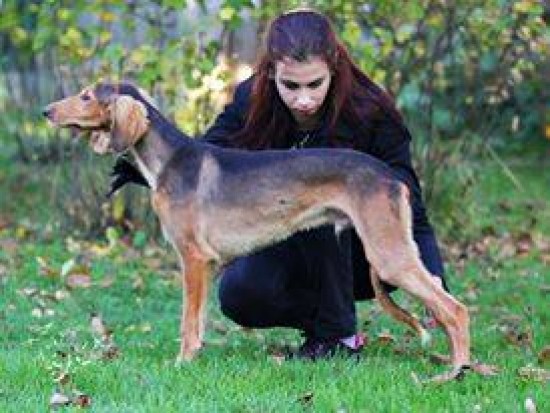 Kennel vergibt Welpen Saluki mit FCI Papiere — foto 1