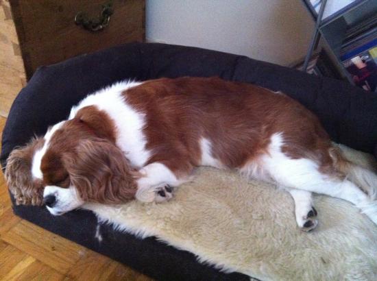 Hondenuitlater gezocht voor ontzettend leuke Cavalier King Charles Spaniel