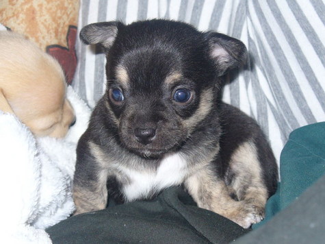Leuke chihuahua pups te koop