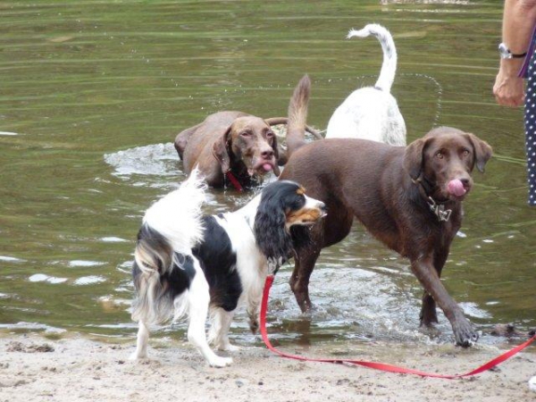 Honden- en puppie-opvang Helvoirt
