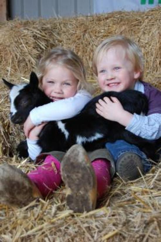Paasuitje tweede paasdag: Lammetjesdag op de boerderij.