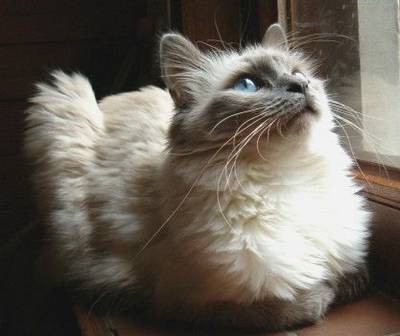 Raskittens