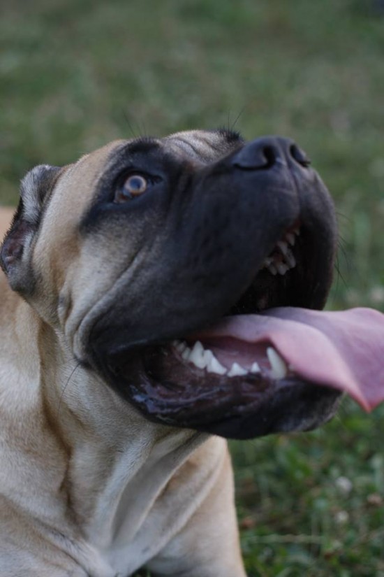 8th months Cane Corso for sale