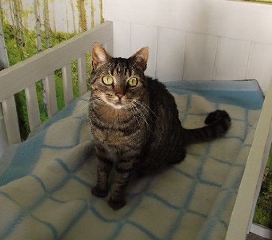Ideaal voor zowel eigenaar als kat — foto 1