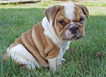 Engelse Bulldog Puppy's Te Koop