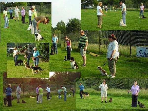 Puppy cursus in Amersfoort — foto 1
