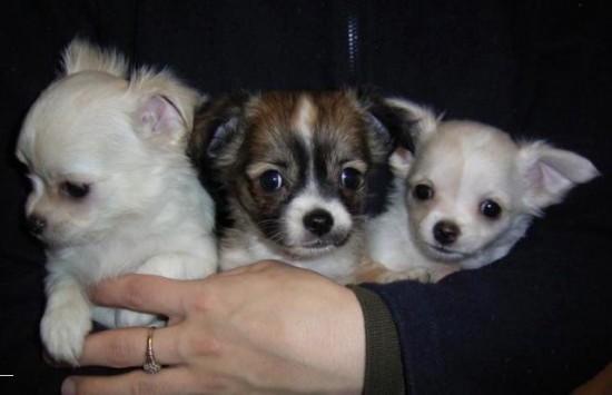 Schattige Chihuahua Pups Beschikbaar