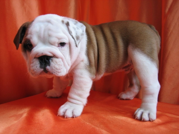 Engels bulldog puppies te koop