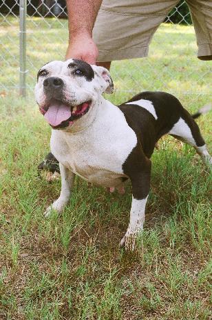 Bully pitbull dekreu
