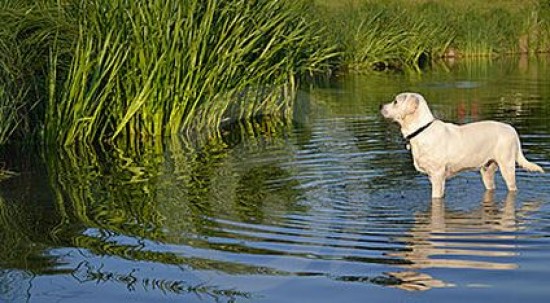 Een super vakantie voor uw hond.