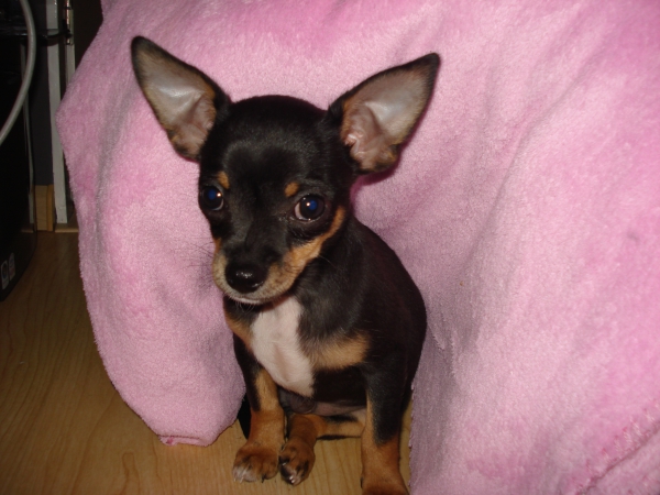 Chi pup reu 11 weken