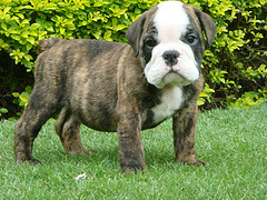 Engels bulldog puppies voor vrije adoptie