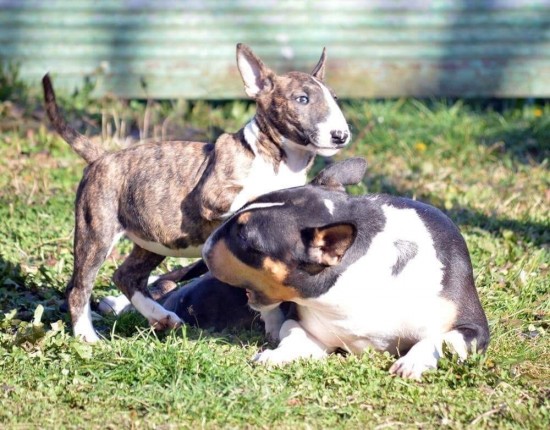 Miniatur Bull Terriers Beschikbaar met Garantie en Stamboom — foto 2